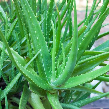 Aloe vera