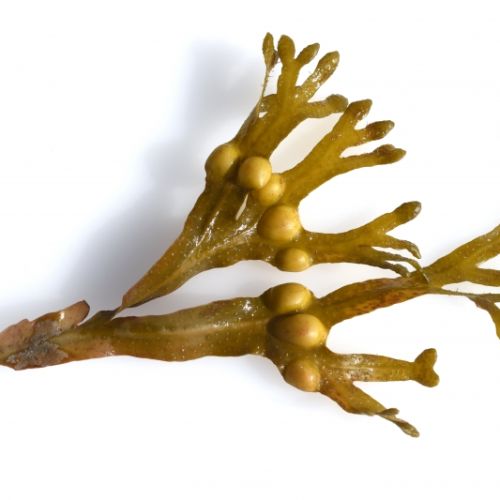 Chaluha bublinatá