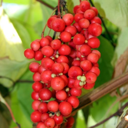 Čínský citroník (schizandra)