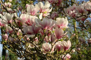 Šácholan (magnolie)