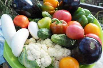 Proč být vegan nebo vegetarián? Benefity bezmasé stravy i možná rizika