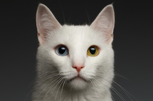 Holka modrohnědooká, nesedávej u potoka… Co způsobuje heterochromii?