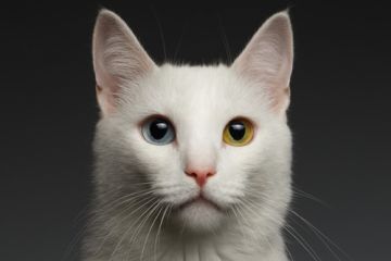 Holka modrohnědooká, nesedávej u potoka… Co způsobuje heterochromii?