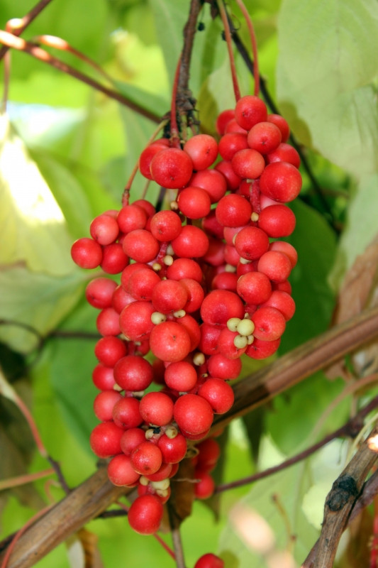 Čínský citroník (schizandra)