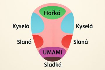 Tajemství chuti umami